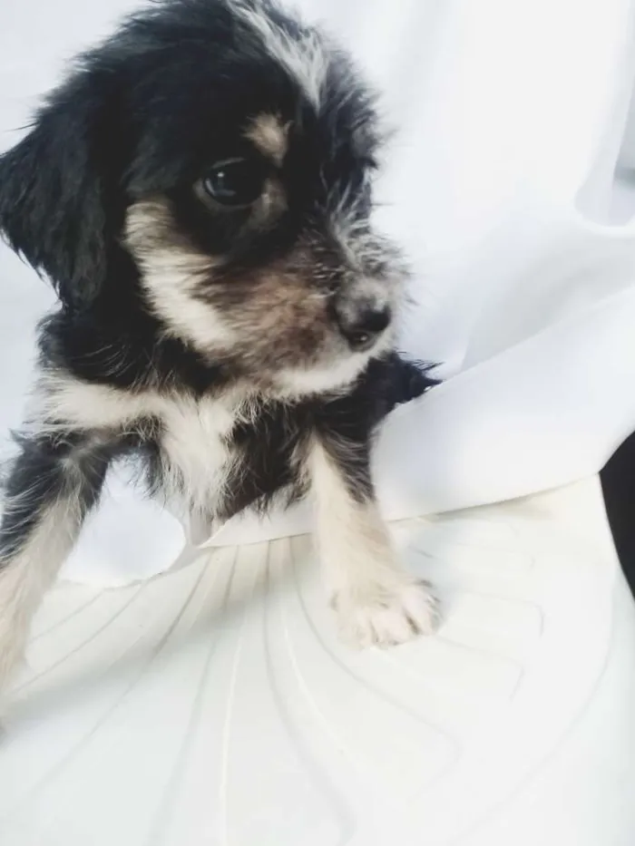 Cachorro ra a  idade Abaixo de 2 meses nome Filhotes 