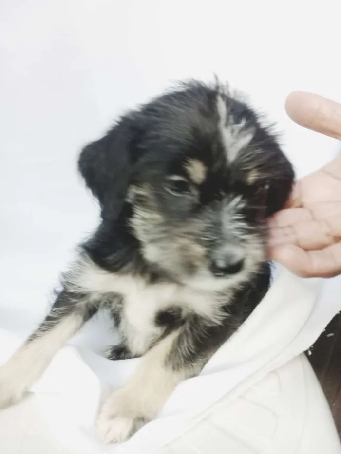 Cachorro ra a  idade Abaixo de 2 meses nome Filhotes 