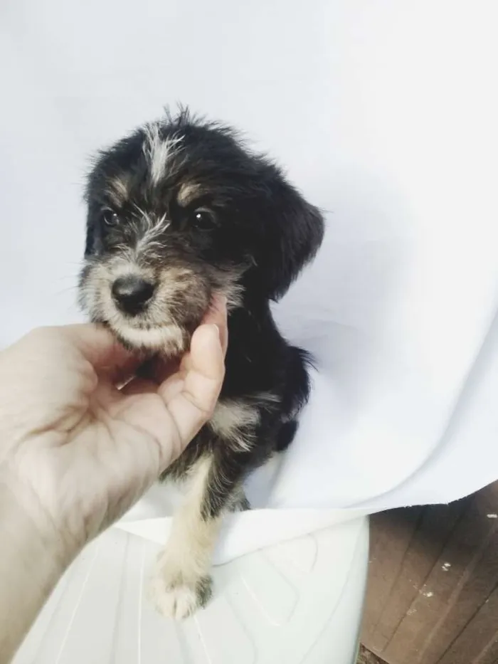 Cachorro ra a  idade Abaixo de 2 meses nome Filhotes 