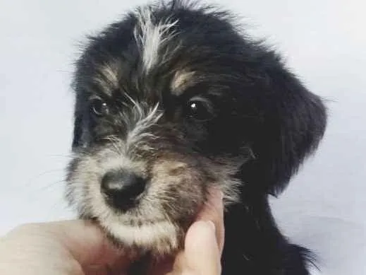 Cachorro ra a  idade Abaixo de 2 meses nome Filhotes 