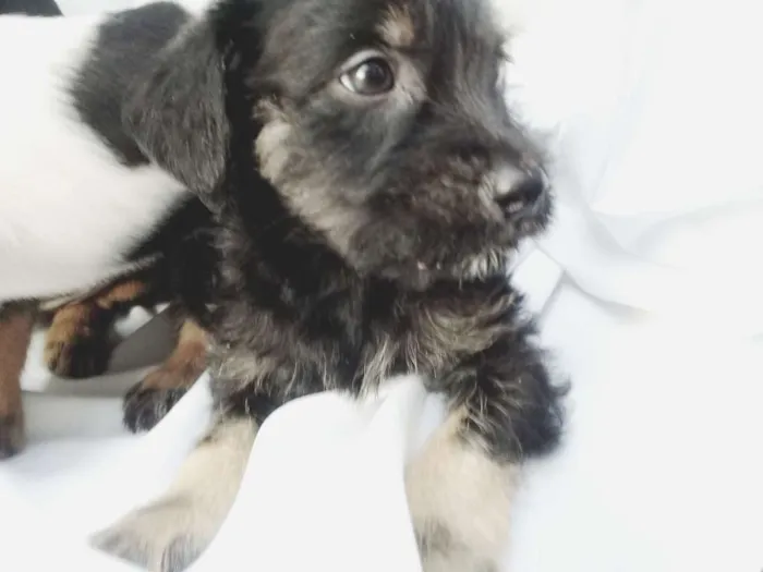 Cachorro ra a  idade Abaixo de 2 meses nome Filhotes 