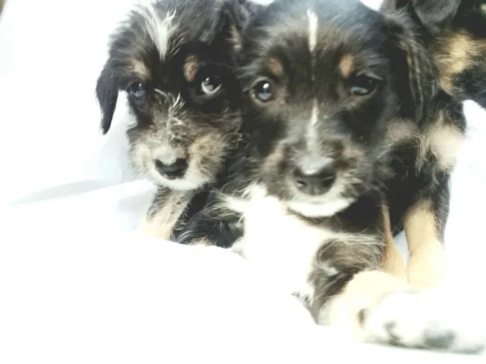Cachorro ra a  idade Abaixo de 2 meses nome Filhotes 