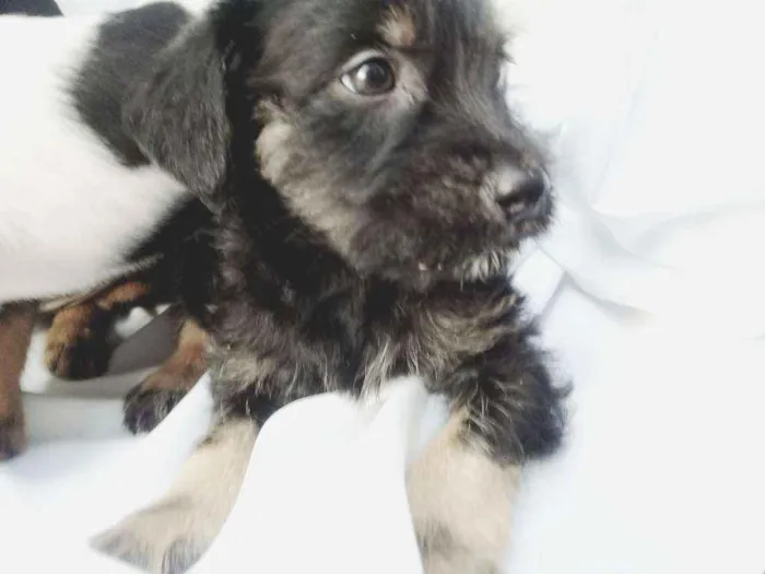 Cachorro ra a  idade Abaixo de 2 meses nome Filhotes 