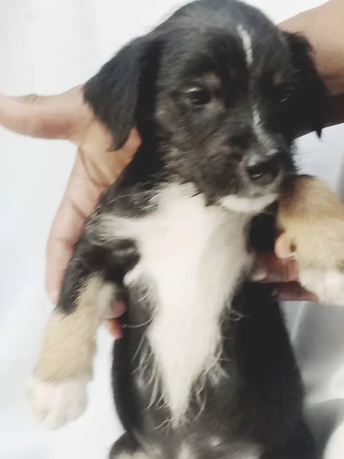 Cachorro ra a  idade Abaixo de 2 meses nome Filhotes 