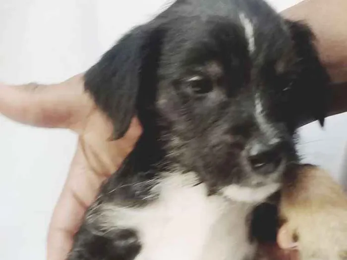 Cachorro ra a  idade Abaixo de 2 meses nome Filhotes 