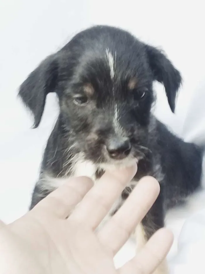 Cachorro ra a  idade Abaixo de 2 meses nome Filhotes 