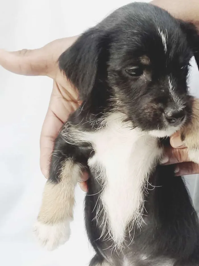 Cachorro ra a  idade Abaixo de 2 meses nome Filhotes 
