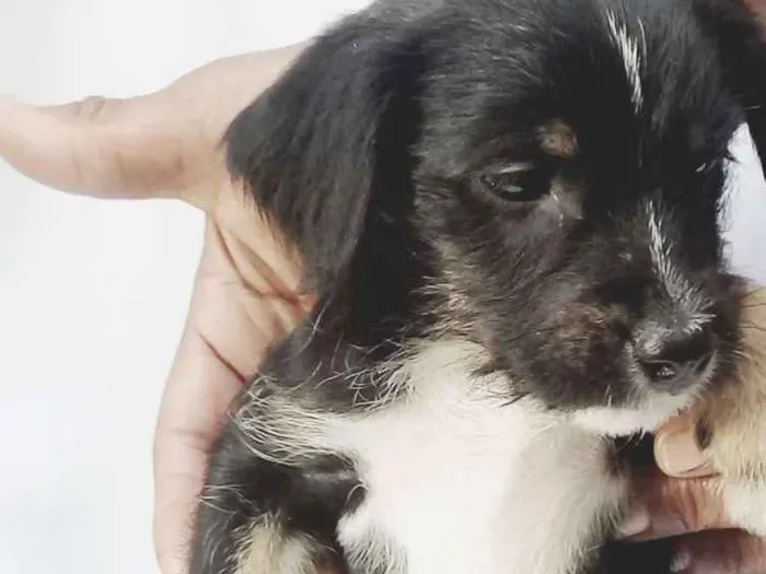 Cachorro ra a  idade Abaixo de 2 meses nome Filhotes 