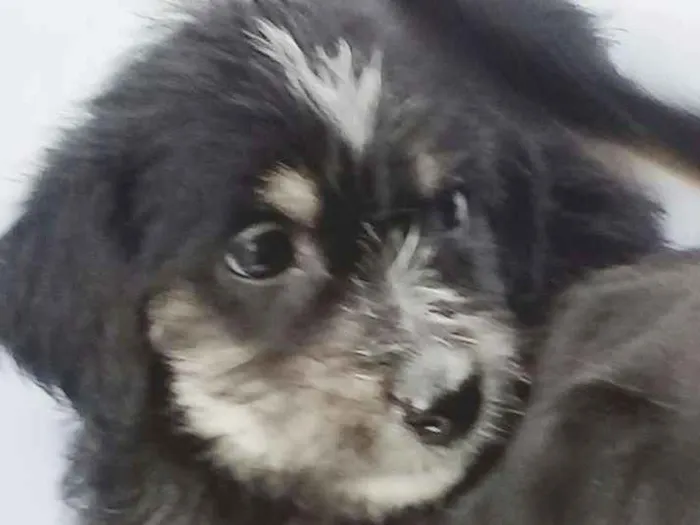 Cachorro ra a  idade Abaixo de 2 meses nome Filhotes 