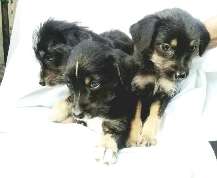Cachorro ra a  idade Abaixo de 2 meses nome Filhotes 