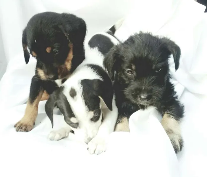 Cachorro ra a  idade Abaixo de 2 meses nome Filhotes 
