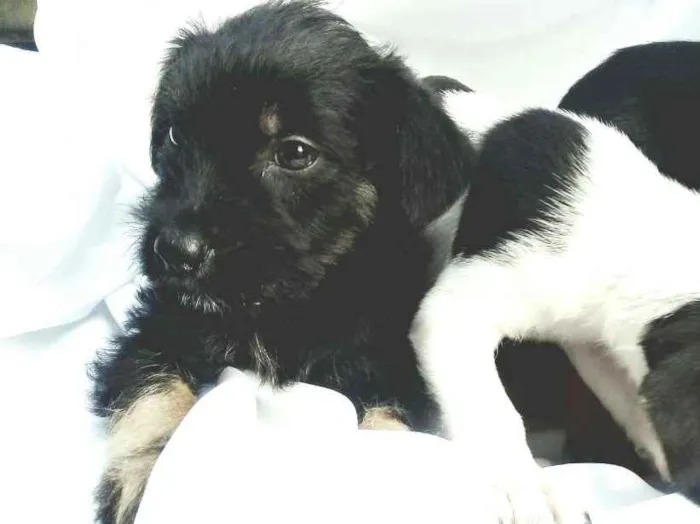 Cachorro ra a  idade Abaixo de 2 meses nome Filhotes 
