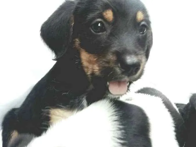 Cachorro ra a  idade Abaixo de 2 meses nome Filhotes 
