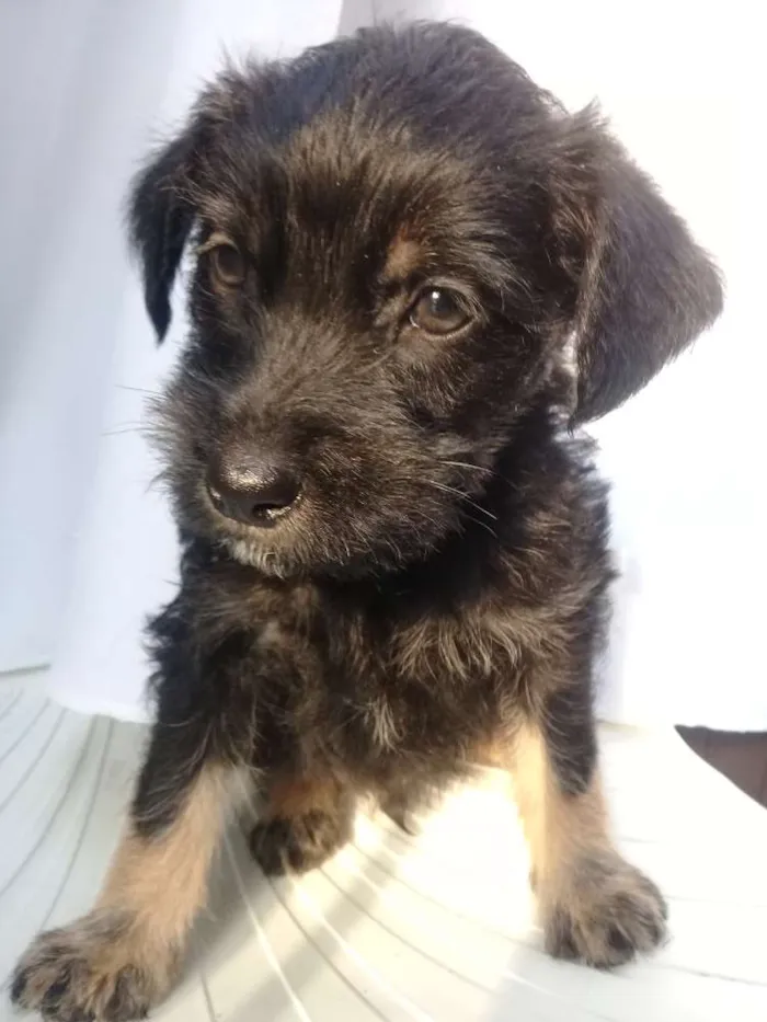 Cachorro ra a  idade Abaixo de 2 meses nome Filhotes 