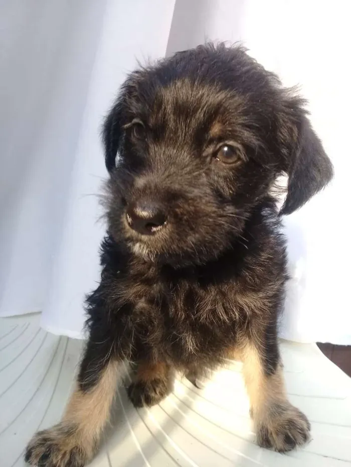 Cachorro ra a  idade Abaixo de 2 meses nome Filhotes 