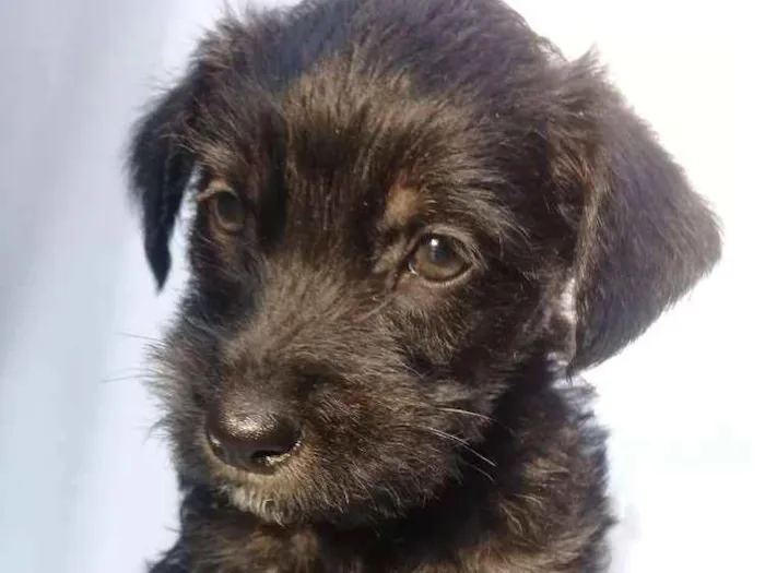 Cachorro ra a  idade Abaixo de 2 meses nome Filhotes 