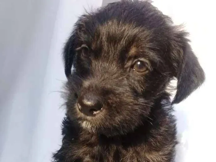 Cachorro ra a  idade Abaixo de 2 meses nome Filhotes 