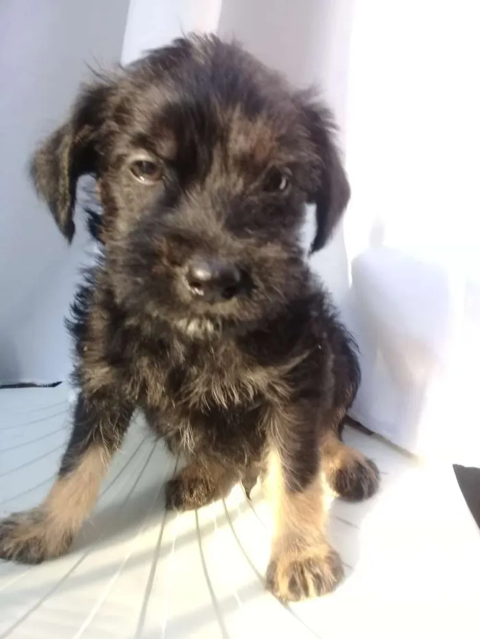 Cachorro ra a  idade Abaixo de 2 meses nome Filhotes 