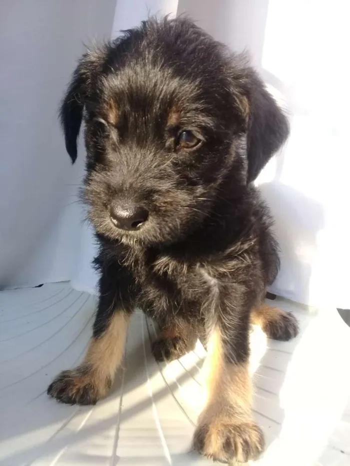 Cachorro ra a  idade Abaixo de 2 meses nome Filhotes 
