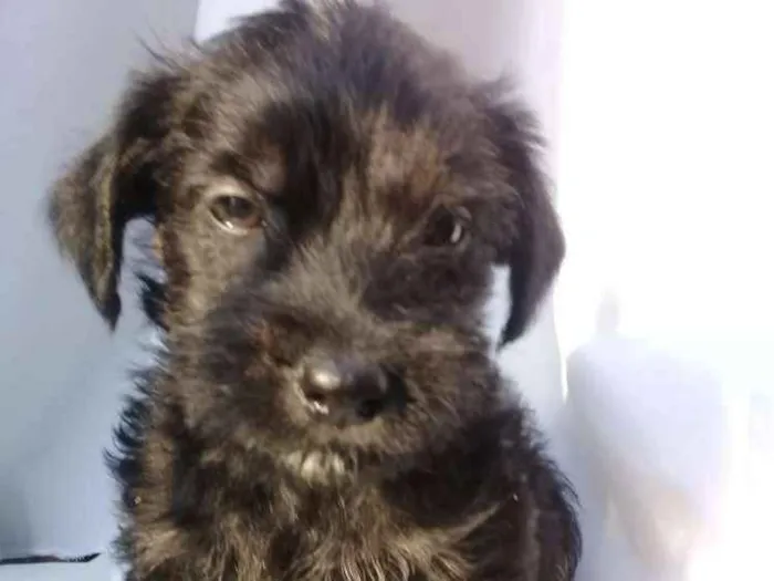 Cachorro ra a  idade Abaixo de 2 meses nome Filhotes 