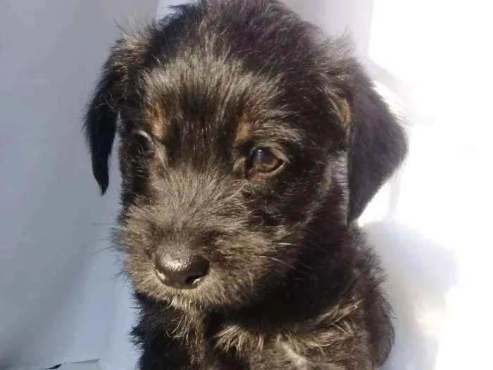 Cachorro ra a  idade Abaixo de 2 meses nome Filhotes 