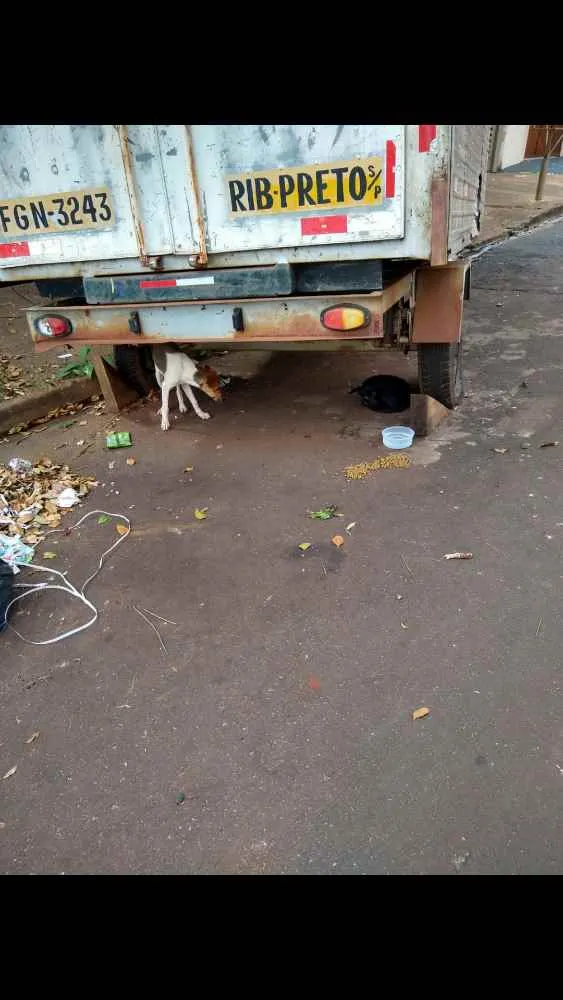 Cachorro ra a Mais linda e fofa do mundo idade 2 a 6 meses nome Sem nome