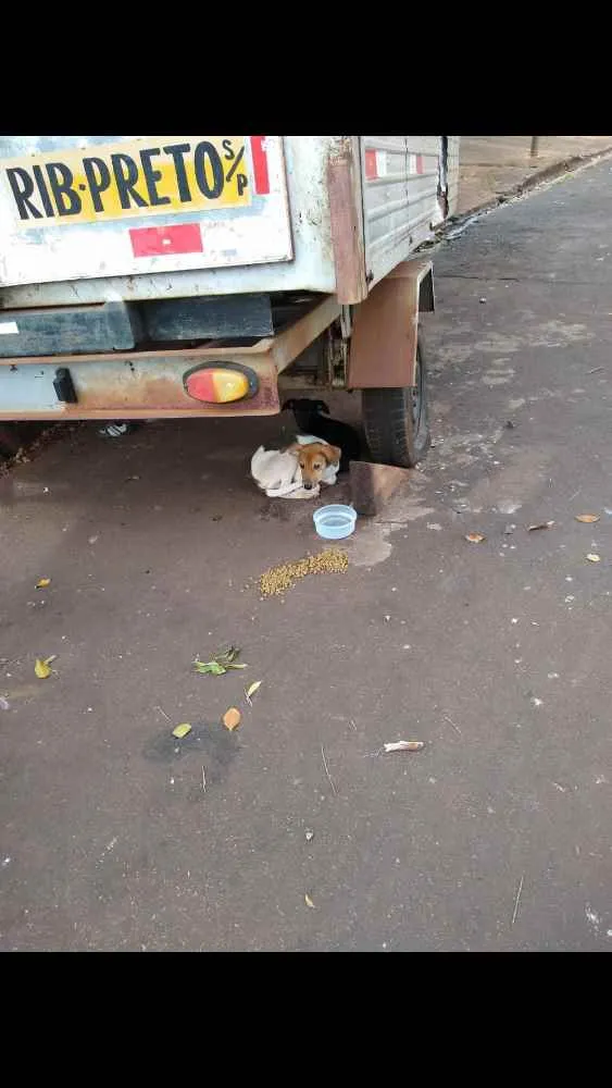 Cachorro ra a Mais linda e fofa do mundo idade 2 a 6 meses nome Sem nome