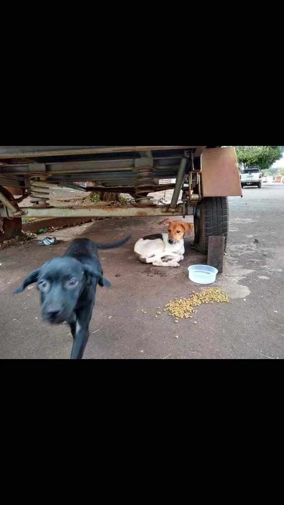 Cachorro ra a Mais linda e fofa do mundo idade 2 a 6 meses nome Sem nome