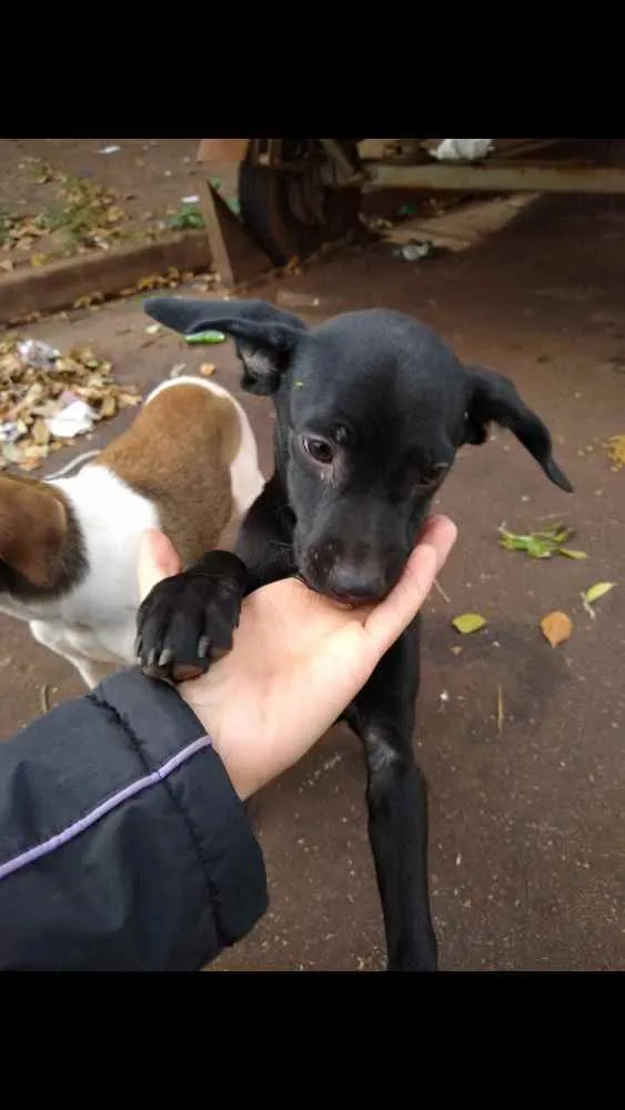 Cachorro ra a Mais linda e fofa do mundo idade 2 a 6 meses nome Sem nome