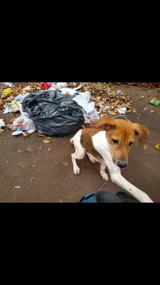 Cachorro ra a Mais linda e fofa do mundo idade 2 a 6 meses nome Sem nome