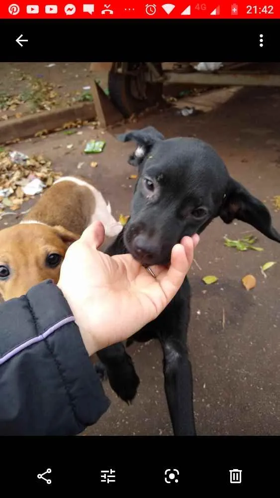 Cachorro ra a Mais linda e fofa do mundo idade 2 a 6 meses nome Sem nome