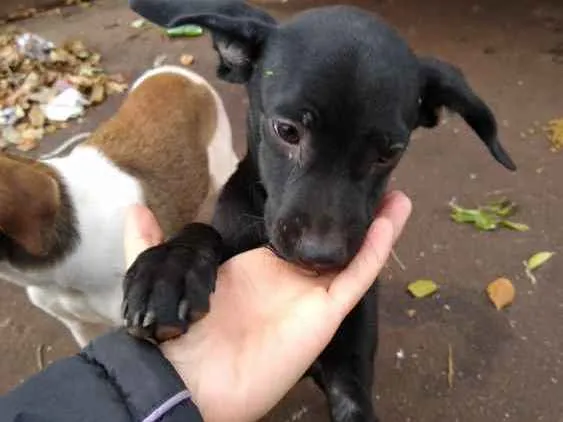 Cachorro ra a Mais linda e fofa do mundo idade 2 a 6 meses nome Sem nome