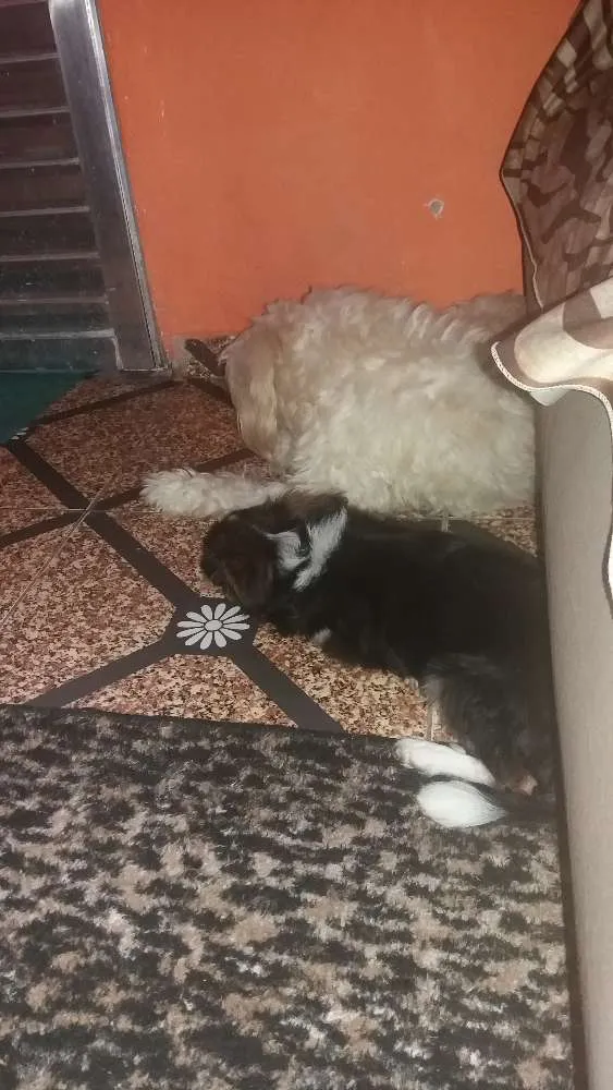 Cachorro raça Poodle misturado com vira lata idade 7 a 11 meses nome TIBAO 