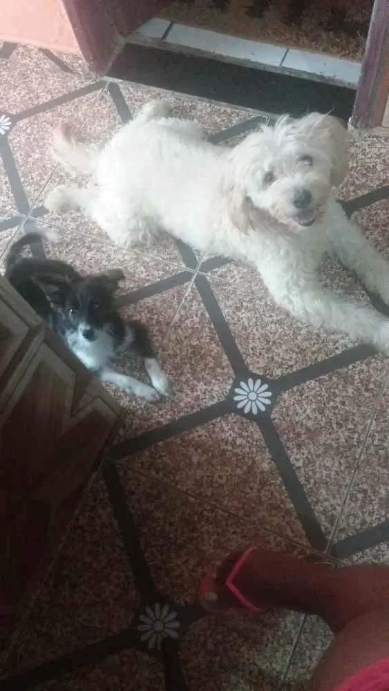Cachorro raça Poodle misturado com vira lata idade 7 a 11 meses nome TIBAO 