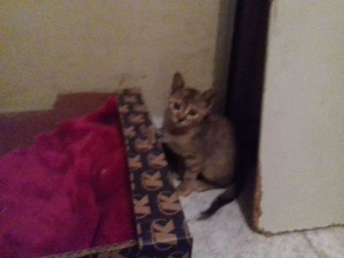 Gato ra a Srd idade 2 a 6 meses nome Luna