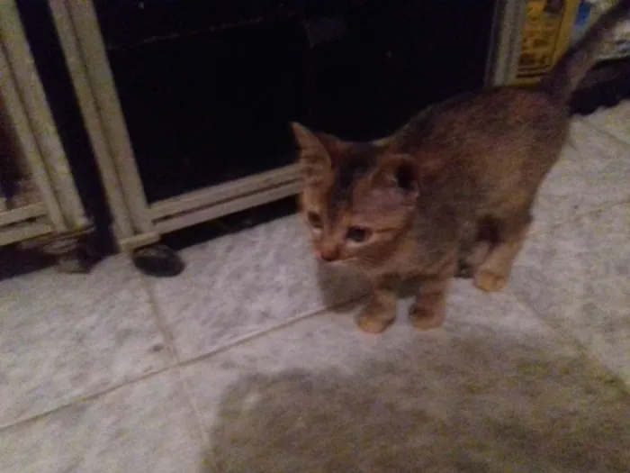 Gato ra a Srd idade 2 a 6 meses nome Luna