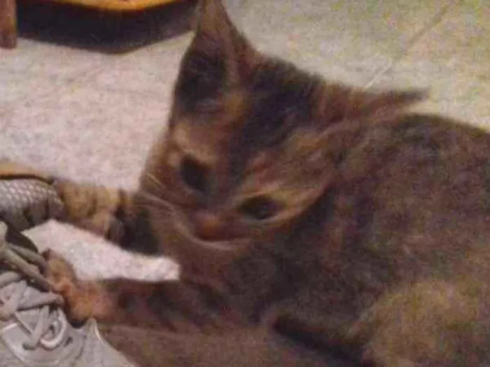 Gato ra a Srd idade 2 a 6 meses nome Luna
