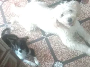Cachorro raça Poodle misturado com vira lata idade 7 a 11 meses nome TIBAO 