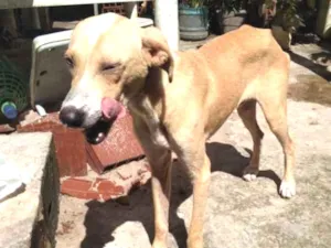 Cachorro raça Vira lata com labrador idade 1 ano nome Scooby