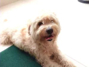 Cachorro raça Polldo idade 1 ano nome Bob