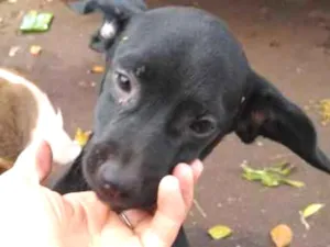 Cachorro raça Mais linda e fofa do mundo idade 2 a 6 meses nome Sem nome