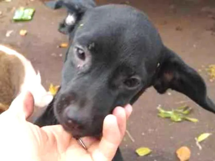 Cachorro ra a Mais linda e fofa do mundo idade 2 a 6 meses nome Sem nome