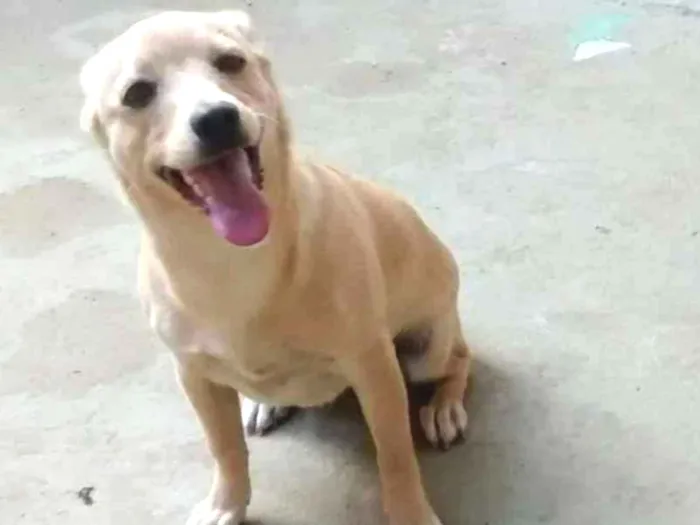 Cachorro ra a Vira lata idade 7 a 11 meses nome Linda