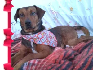Cachorro raça Srd idade 2 anos nome Mel