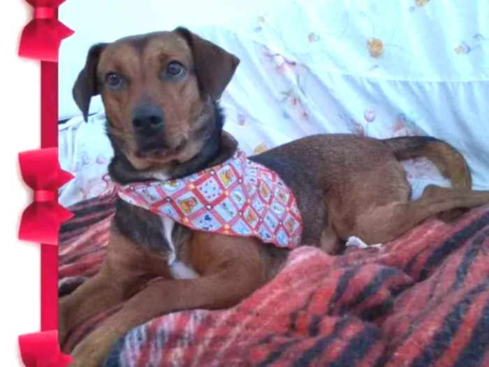 Cachorro ra a Srd idade 2 anos nome Mel
