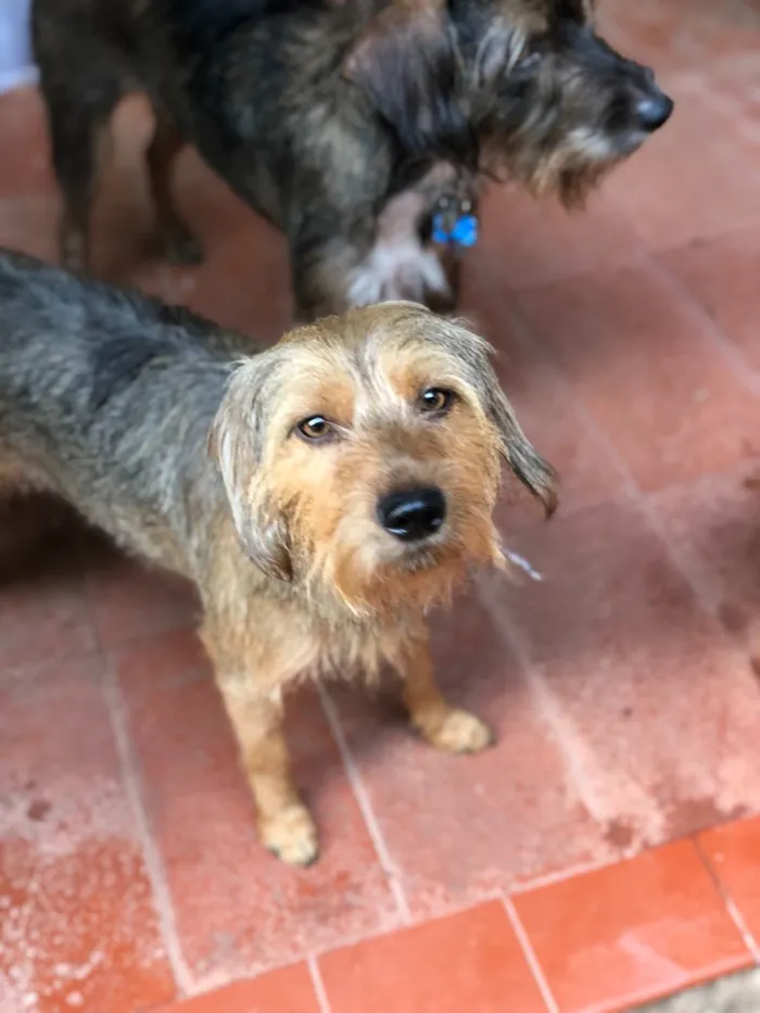Cachorro ra a Srd idade  nome Flora