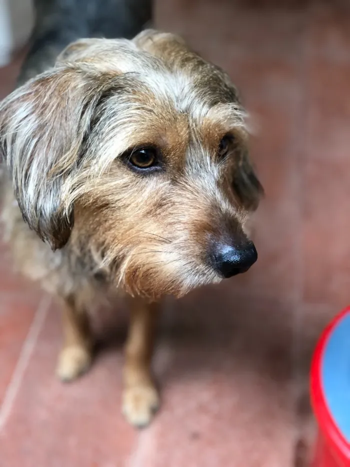 Cachorro ra a Srd idade  nome Flora