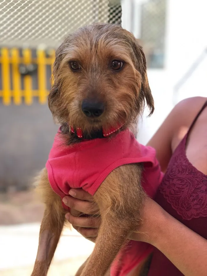 Cachorro ra a Srd idade  nome Flora