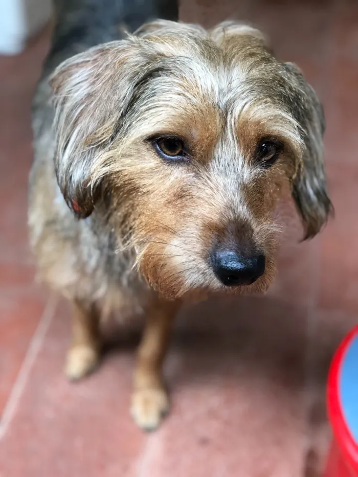Cachorro ra a Srd idade  nome Flora
