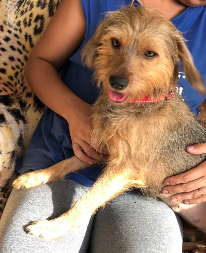 Cachorro ra a Srd idade  nome Flora